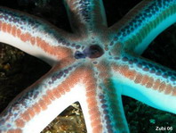 Sea Star - Seestern