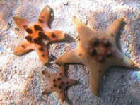 Horned Sea Star - Protoreaster nodosus - Knotiger Walzenstern (Hörnerseestern)