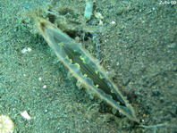 Pearl Oyster - Pinctata imbricata - Strahlenperlmuschel (Flügelmuscheln)