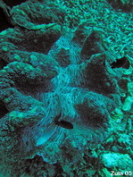Giant clam - <em>Tridacna crocea</em> - Riesenmuschel