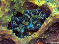 Maxima Giant Clam - Tridacna maxima - Grabende Riesenmuschel