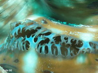 Squamosa Giant Clam (Fluted, Scaled Clam) - Tridacna squamosa - Schuppige Riesenmuschel