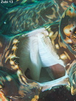 Squamosa Giant Clam (Fluted, Scaled Clam) - Tridacna squamosa - Schuppige Riesenmuschel
