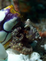 Mosaic Octopus - Abdopus abaculus - Mosaik Oktopus / Tintenfisch