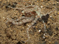 Juvenile White-V Octopus - <em>Abdopus sp1</em> - Jungtier Weisses-V Oktopus