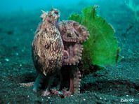 Veined Octopus (Coconut Octopus) - Amphioctopus marginatus - Venen Oktopus (Kokosnuss Tintenfisch)
