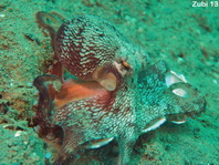 Veined Octopus (Coconut Octopus) - Amphioctopus marginatus - Venen Oktopus (Kokosnuss Tintenfisch)