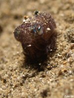Berry's Bobtail Squid - <em>Euprymna berryi</em> - Berrys Stummelschwanz-Sepia