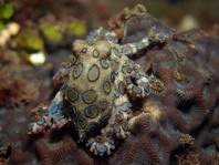 Greater Blue-Ringed Octopus - Hapalochlaena lunulata - Grosser Blauring-Oktopus (Gefleckter Krake)