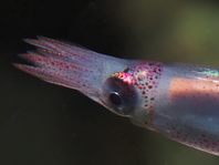 Squid - Loliolus sp - Kalmar