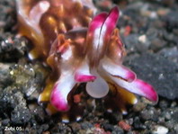 Pfeffer's Flamboyant Cuttlefish - <em>Metasepia pfefferi</em> - Flammende Sepia (Pfeffers Prachtsepie)