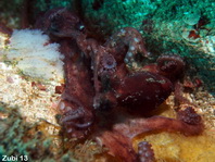 Midring Blue-Ringed Octopus - <em>Hapalochlaena sp4</em> - Mittelring Blauring-Oktopus (Sulawesi) 