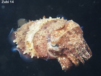Needle Cuttlefish - Sepia aculeata - Nadelsepia