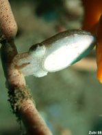 Stumpy-Spined Cuttlefish (Dwarf Cuttlefish) - <em>Sepia bandensis</em> - Stumpfdorn-Sepia