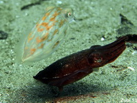 Stumpy-Spined Cuttlefish (Dwarf Cuttlefish) - <em>Sepia bandensis</em> - Stumpfdorn-Sepia