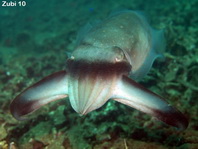 Broadclub cuttlefish - <em>Sepia latimanus</em> - Breitarm Sepia
