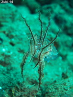 Papuan Cuttlefish - <em>Sepia papuensis</em> - Papua Sepia