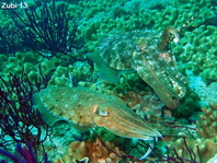 Pharao Cuttlefish - Sepia pharaonis - Pharao Sepia