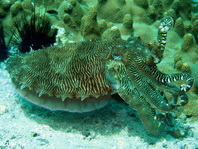 Mating Pharao Cuttlefish - Sepia pharaonis - Paarende Pharao Sepia