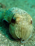 Smith's Cuttlefish - <em>Sepia smithi</em> - Smiths Sepia