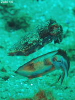 Crynoid Cuttlefish - <em>Sepia sp1</em> - Federstern-Sepia