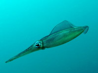 Squid - Kalmar