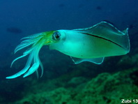 Bigfin Reef squid - <em>Sepioteuthis lessonian</em>a - Großflossen-Riffkalmar