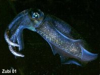 Squids (Sepiidae) - Kalmare