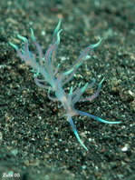 Aeolid Nudibrachs (Sea slugs) - Fadenschnecken (Nacktschnecken) Phyllodesmium karenae