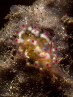 Arminacean Nudibrachs (Sea slugs) - Furchenschnecken (Nacktschnecken)