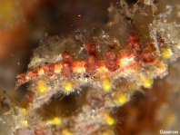 Doto sp10 Dendronotid Nudibrachs (Sea slugs) - Baumschnecken (Nacktschnecken)