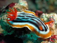 Sea slugs  - Schnecken