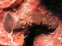 Glossodoris stellata (before Glossodoris stellatus)