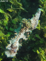Glossodoris acosti (before Glossodoris cinta)