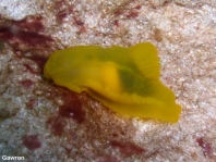 Gymnodoris subflava