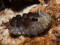 Opisthobranchs Sea Slugs - Opisthobranchia - Hinterkiemerschnecken (Meeresschnecken)