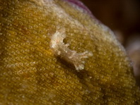 Kaloplocamus peludo