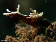 Freckeled Sea Hare - Aplysia parvula - Sommersprossen- Seehase