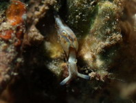 Freckeled Sea Hare - Aplysia parvula - Sommersprossen- Seehase