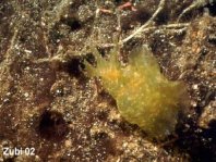 Indian Sea Hare - Notarchus indicus - Indischer Seehase
