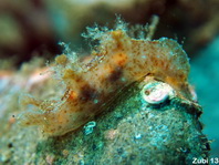 Indian Sea Hare - Notarchus indicus - Indischer Seehase