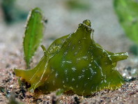 Geographic Sea Hare - Syphonota geographica - Geografischer Seehase