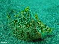 Geographic Sea Hare - Syphonota geographica - Geografischer Seehase