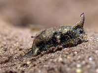 Double Horned Batwing Slug - Gastropteron bicornutum - Doppelhorn Fledermausschnecke