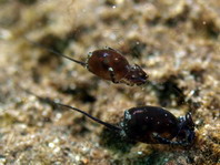 Headshield slugs - Cephalaspidea - Kopfschildschnecken