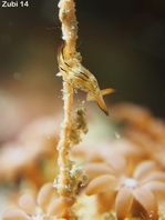 Ornate Sapsucking Slug - Elysia ornata - Dekor-Saftsauger