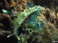 Ornate Sapsucking Slug - Elysia ornata - Dekor-Saftsauger
