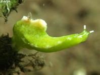 Halimeda Sapsucking Slug - Elysiella pusilla - Halimeda Saftsauger