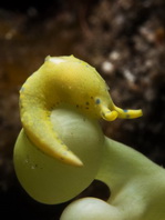 Green Longtail Sapsucking Slug - Oxynoe viridis - Grüner Langschwanz Saftsauger