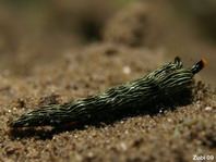 Slender Sapsucking Slug - Thuridilla gracilis - Schlanker Saftsauger